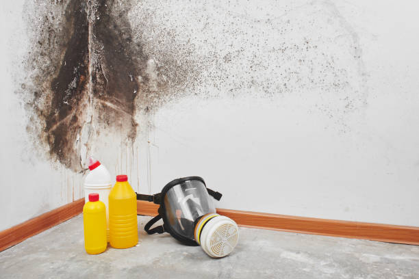 Best Commercial Mold Removal  in Harrington Park, NJ