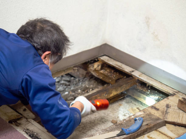 Best Toxic Mold Removal  in Harrington Park, NJ