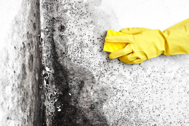 Best Mold Removal Near Me  in Harrington Park, NJ