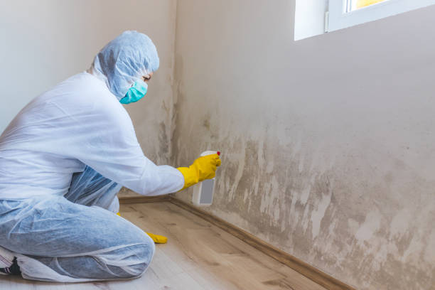 Best Local Mold Removal Service  in Harrington Park, NJ