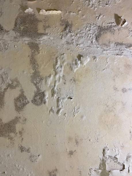 Best Home Mold Removal  in Harrington Park, NJ