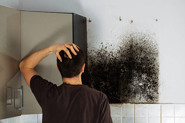 Trusted Harrington Park, NJ Mold Removal Experts