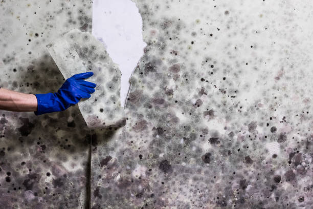 Best Affordable Mold Removal  in Harrington Park, NJ