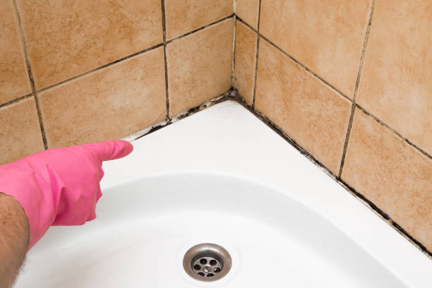 Best Certified Mold Removal  in Harrington Park, NJ