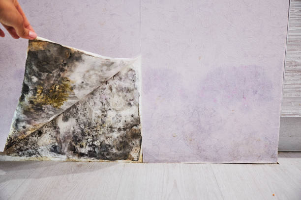 Best Mold Damage Repair  in Harrington Park, NJ